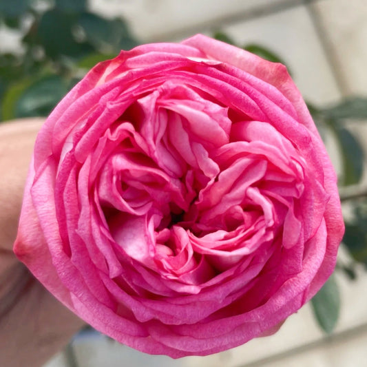 Pink Piano Rose: The Elegant Cut Rose Your Garden Deserves