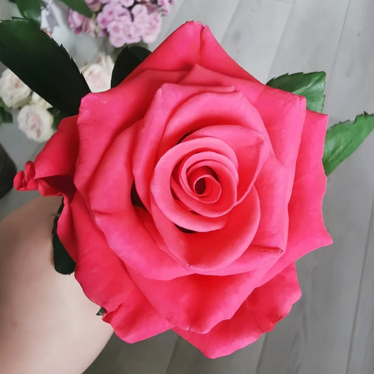 Pink Tacazzi Rose: The Elegant Cut Rose for Your Garden & Vase