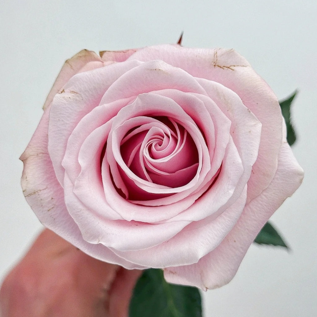Pinky Promise Rose: The Perfect Cut Flower for Lasting Sentiment ...