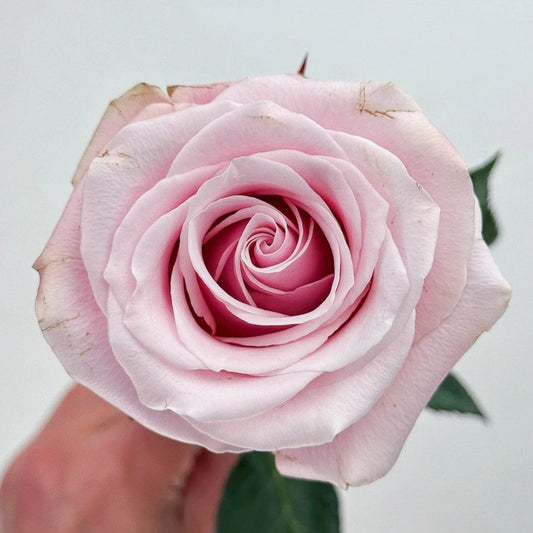 Pinky Promise Rose: The Perfect Cut Flower for Lasting Sentiment