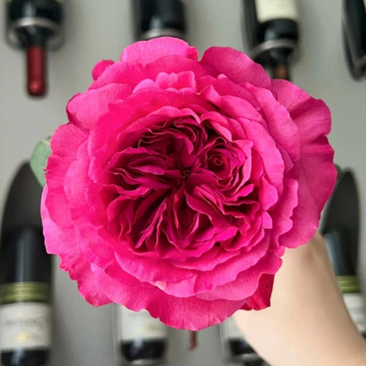 Princess Kishi Rose: The Jewel-Toned Cut Rose for Discerning Florists & Growers