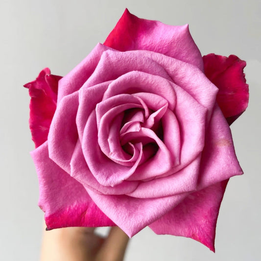 Purple Serenade Rose: The Cut Flower Champion with Unmatched Vase Life?