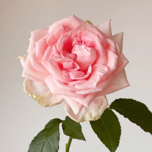 Qiaochu Rose: The Distinctive Pink Cut Flower for Unrivaled Vase Life