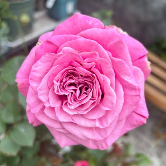 Queen's Crown Rose: Reign Supreme in Your Garden & Vase