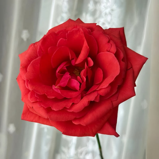 Red Chamber Rose: The Definitive Cut Flower for Professional Arrangements