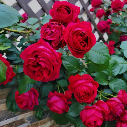 How to Prune Climbing Roses for Faster Growth