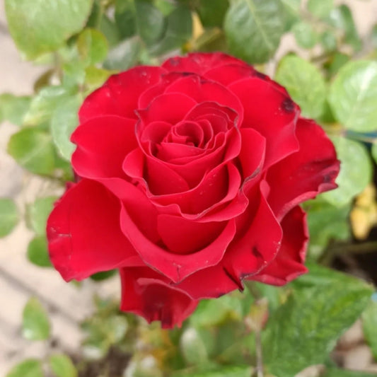 Rhodos Rose