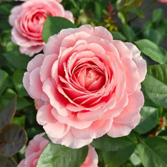 Romantic Antike Rose: The Florist's Choice for Unforgettable Arrangements