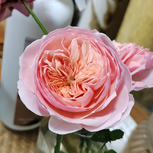 Romeo Rose – A Flawless Chinese-Bred Beauty That Captivates at First Sight