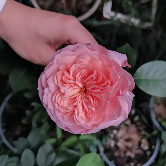 Romeo Rose – The Elegant Pink Mutation of Juliet That Steals Every Heart