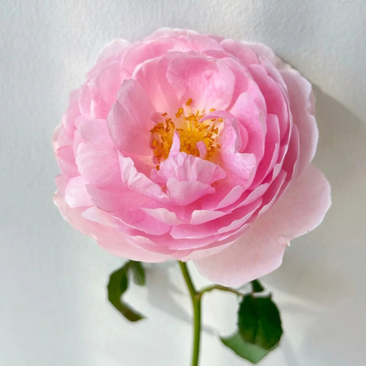 Scepter'd Isle Rose: The David Austin Icon for Fragrance & Beauty
