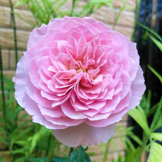 Silas Marner Rose: The English Shrub Rose Redefining Garden Elegance