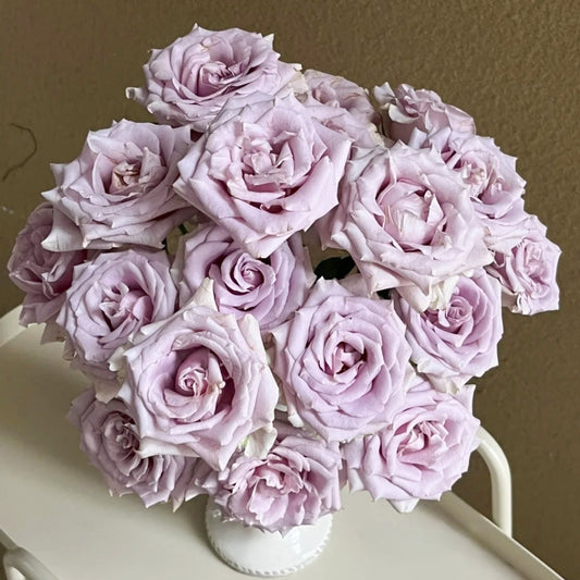 White Powder on Rose Leaves – What Is It and Should You Be Concerned?