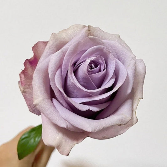 Star Platinum Rose: Elevate Your Arrangements with This Unique Bloom