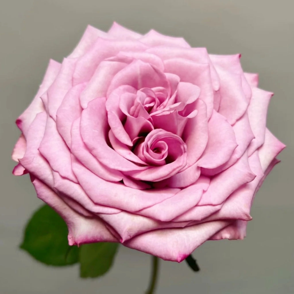 Su Mei Zi Rose: The Heat-Tolerant Pink-Purple Cut Rose for Modern Gard ...