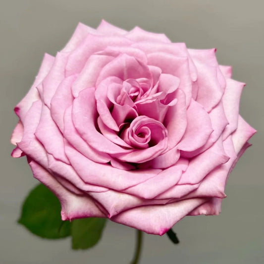 Su Mei Zi Rose: The Heat-Tolerant Pink-Purple Cut Rose for Modern Gardens