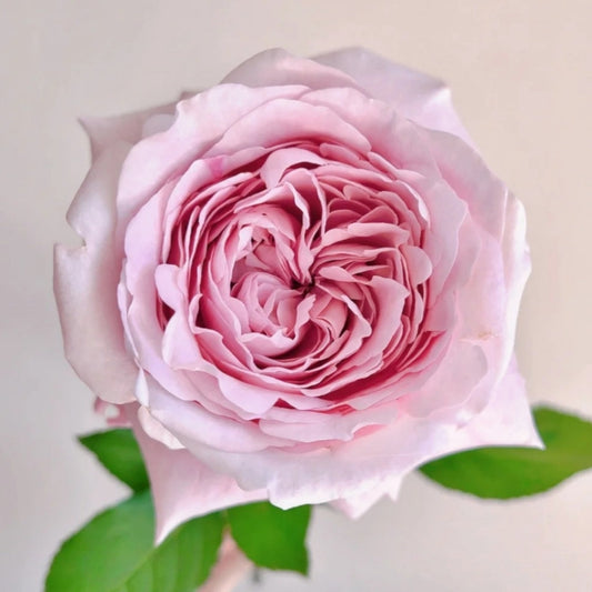 Sweet 4 Love Rose: The Enduring Pearlescent Pink Star for Your Garden