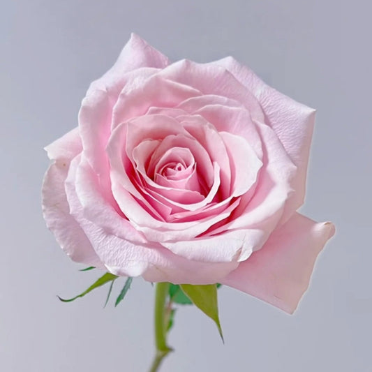 Sweet Lady Rose: The Elegant Bloom for Discerning Gardeners