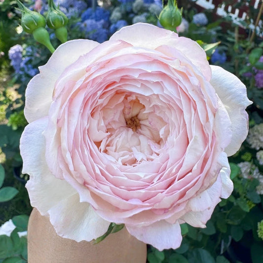 The Mill On The Floss Rose: A David Austin English Shrub Rose for Every Garden