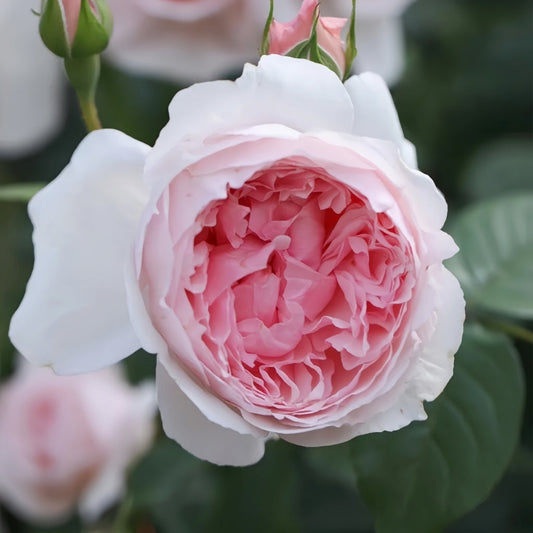 The Wedgwood Rose: A David Austin Masterpiece for Enduring Garden Beauty