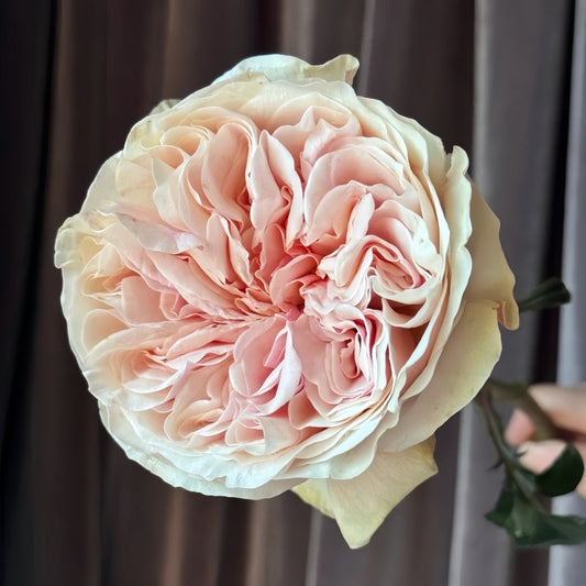 Tip Top Rose: Elevating Floral Design with Peach-Apricot and Mint Green Elegance
