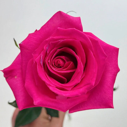 Topaz Rose: The Robust Cut Flower for Every Garden and Vase
