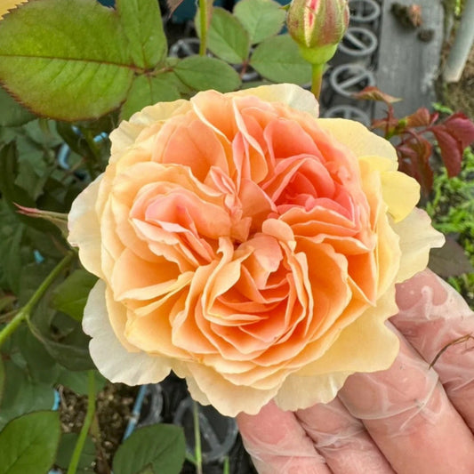 Tsukitohana Rose: The Professional's Choice for Exquisite Fragrance and Form