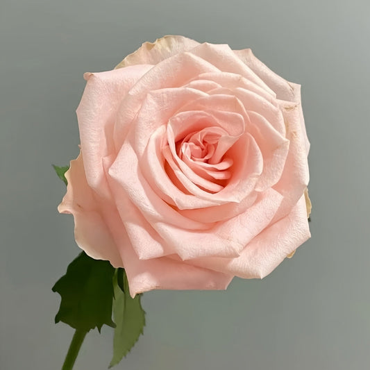 Valerie Rose: The Professional Florist's Choice for Lasting Beauty & Resilience
