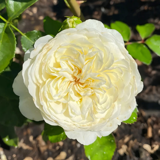 Victoria Wedding Rose: The Elegant Peony-Shaped Bloom Your Garden Deserves