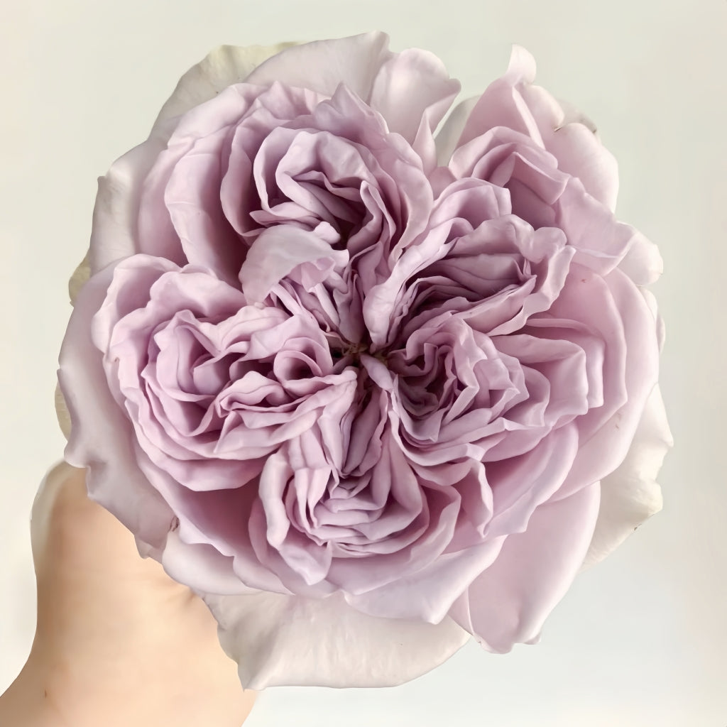 Discover the Exquisite Villa Lila Rose: Your Guide to Growing This Stu ...