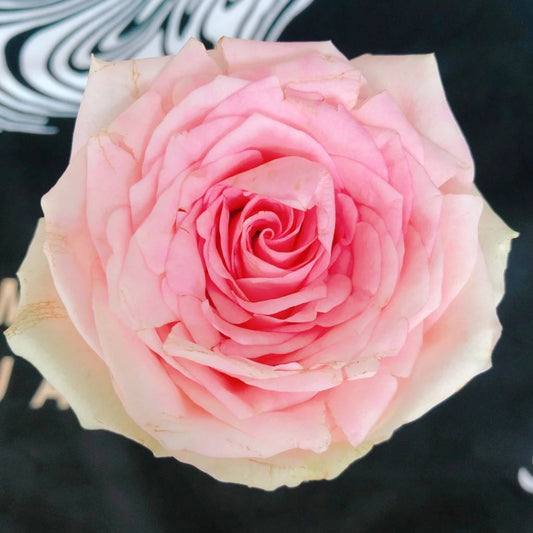Vitara Rose: The Cut Rose Elevating Floral Designs and Garden Beauty