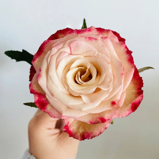 Watercolor Brush Rose: The Unique Bicolor Cut Rose for Stunning Arrangements