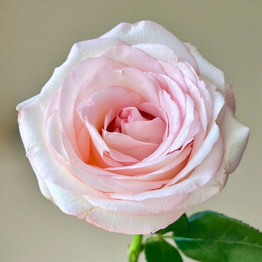 Jade Dew White Peach Rose: The Elegant Cut Rose for Lasting Beauty