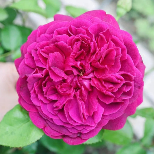William Shakespeare 2000 Rose: A Timeless Masterpiece for Your Garden