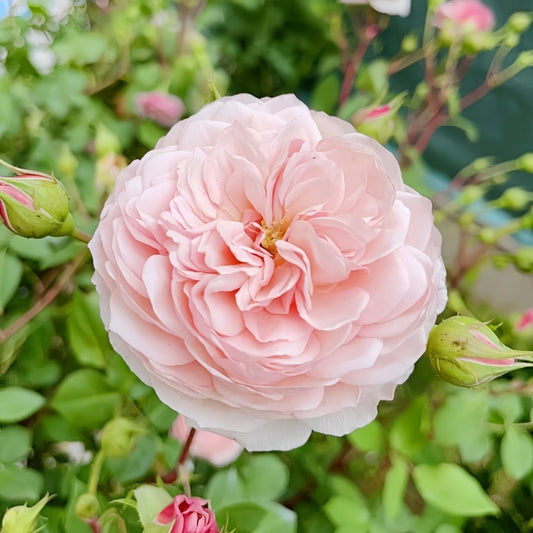 William Morris Rose: The Versatile English Rose for Professional Landscapes