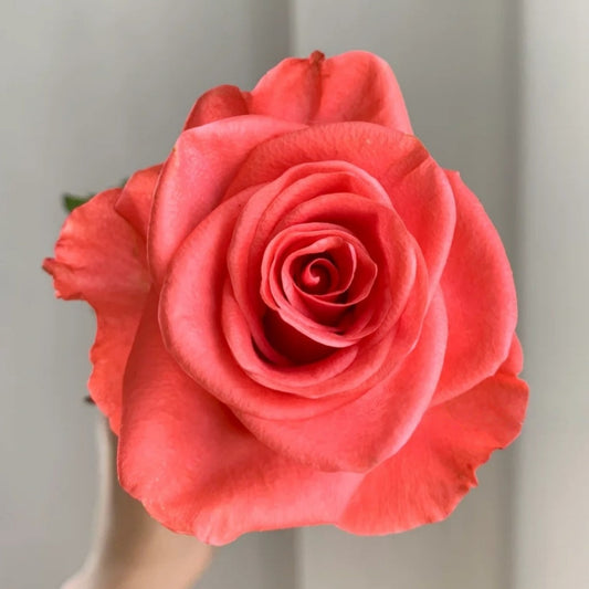 Wow! Rose: The Pink-Orange Perfection for Your Garden & Vase