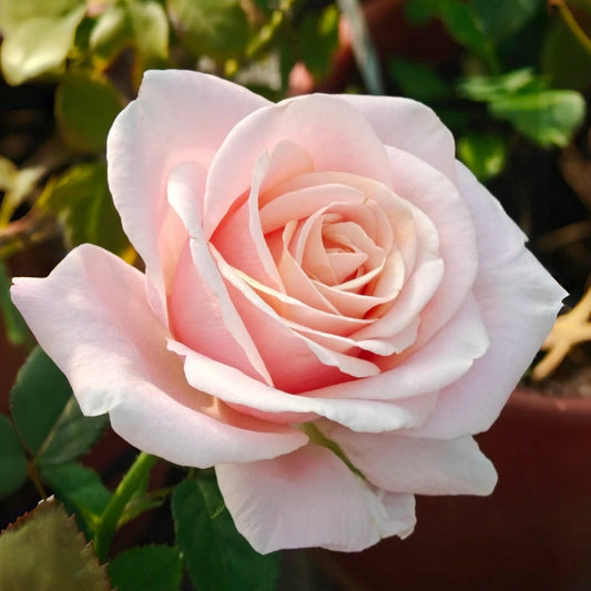 Yunjin Rose: The Elegant Pink Cut Flower for Modern Arrangements