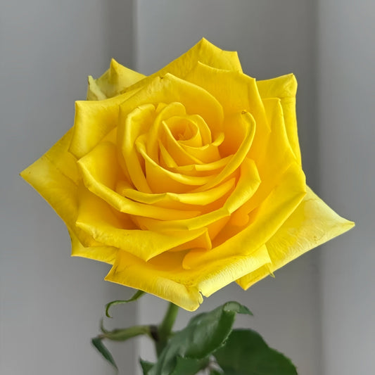 Zaoan Rose: The Vibrant Yellow Cut Rose for Stunning Floral Arrangements