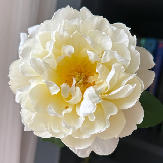 Imogen Rose: The Elegant Lemon-Yellow Shrub Rose Your Garden Deserves