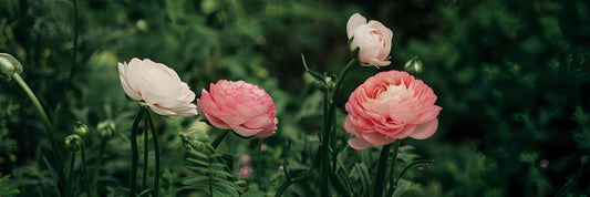 White Powder on Rose Leaves – What Is It and Should You Be Concerned?