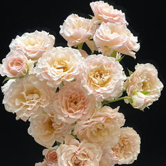 Wedding Rosever Rose-新婚爱人