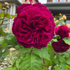 Munstead Wood Rose-曼斯特德伍德