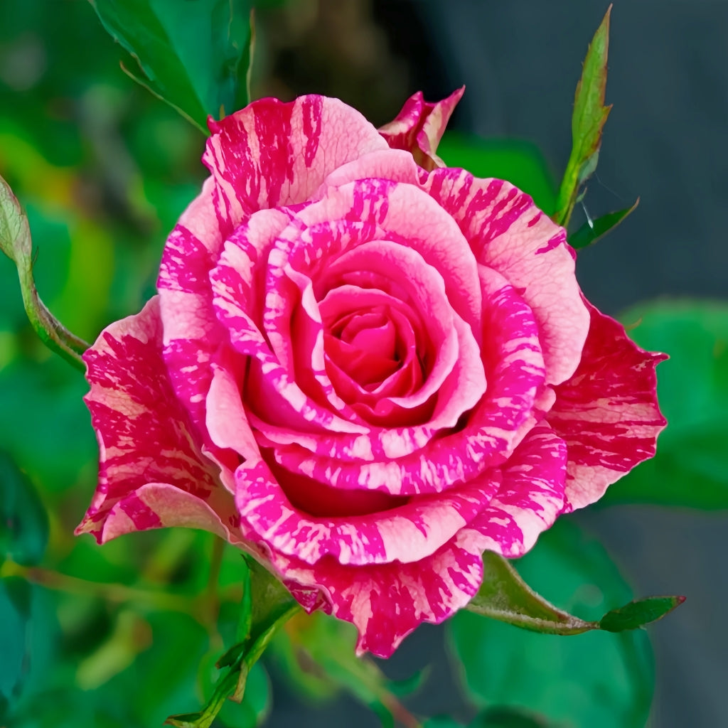 Pink Intuition Rose – Rosesplant