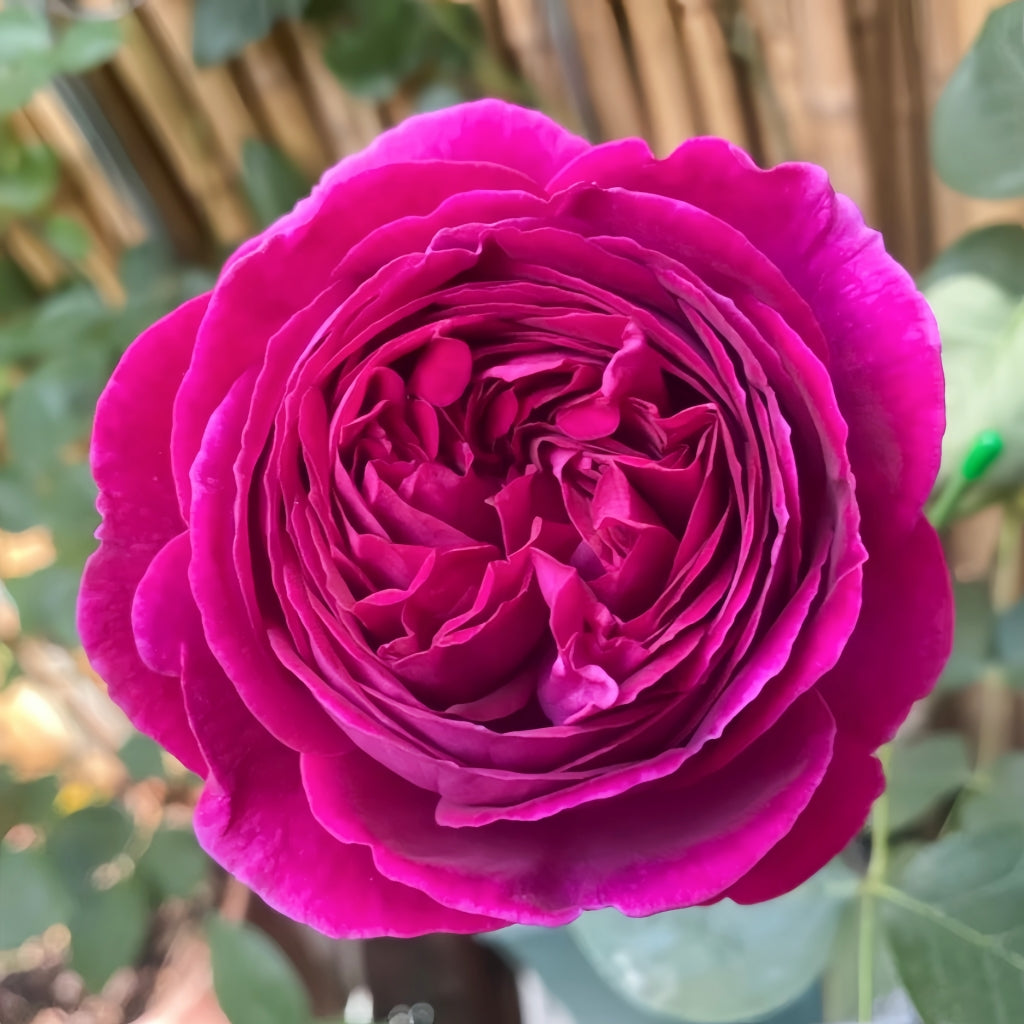 Falstaff Rose-福斯塔夫