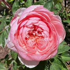 The Alnwick Rose-安妮克城堡