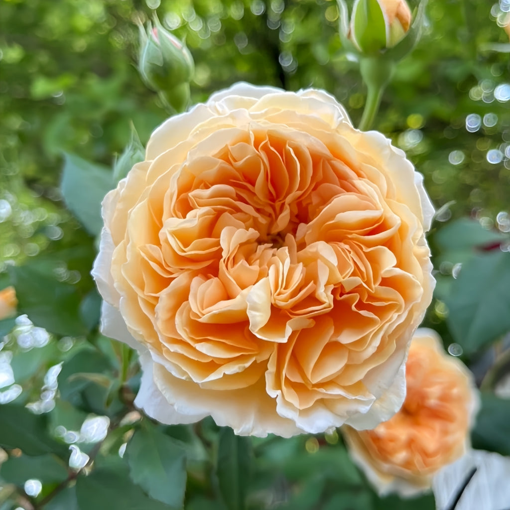 Crown Princess Margareta Rose-玛格丽特王妃