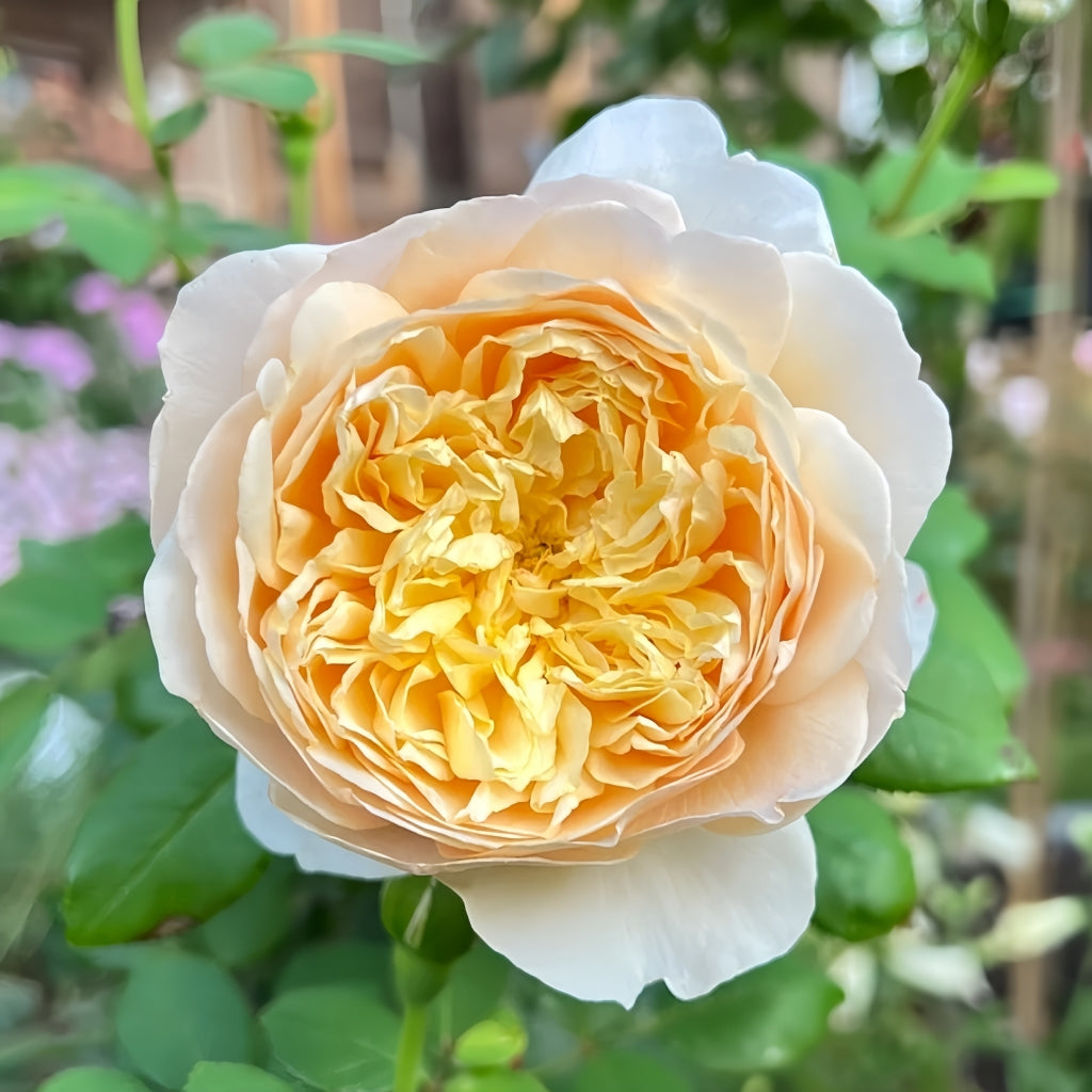 Charles Darwin Rose-查尔斯达尔文