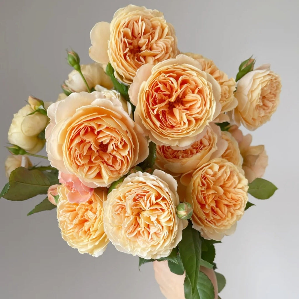 Crown Princess Margareta Rose-玛格丽特王妃