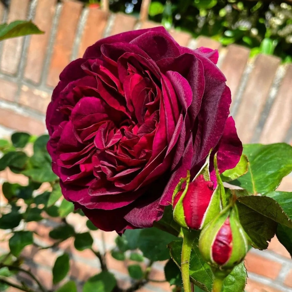 Munstead Wood Rose-曼斯特德伍德