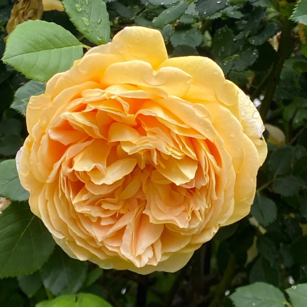 Golden Celebration Rose-黄金庆典